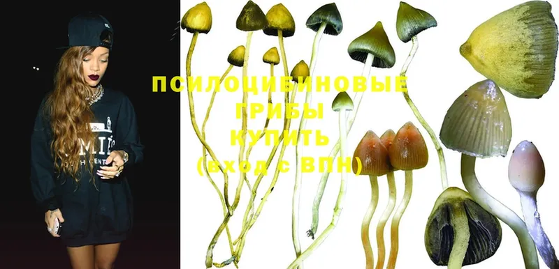 Галлюциногенные грибы Psilocybine cubensis  Тотьма 